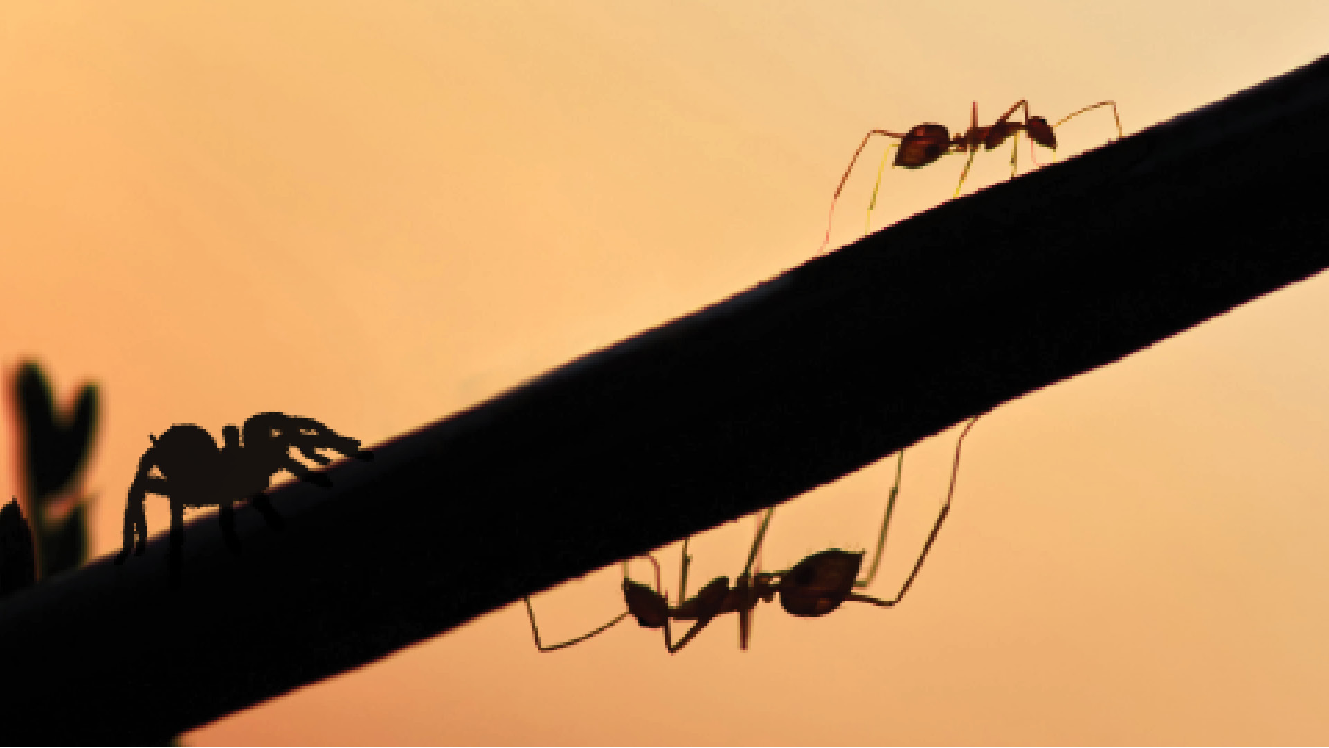 Ant, spider, and stink bug control treatment