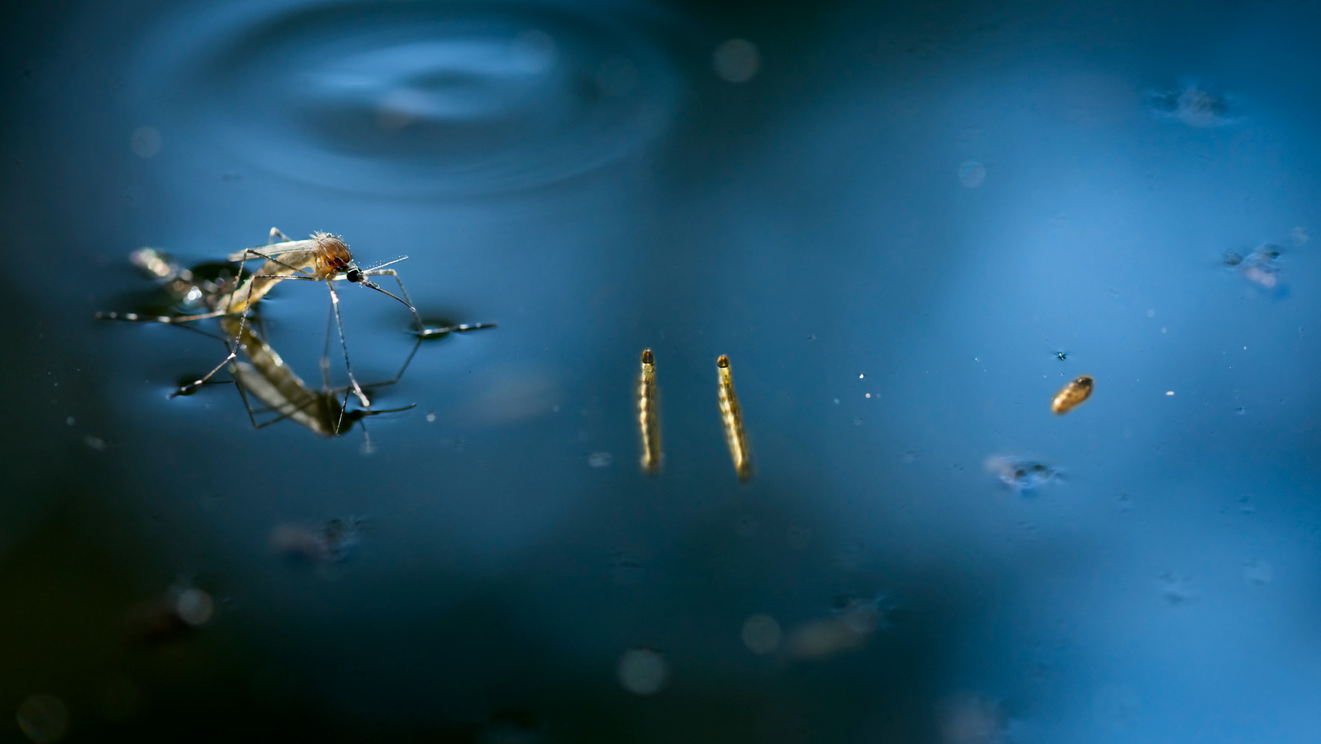 Larvicide treatment for standing water mosquito prevention